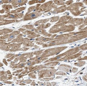 MT-RNR2 Antibody