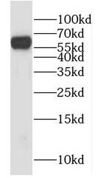 HYAL2 Antibody