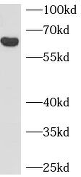PTPRN Antibody