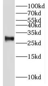 IAH1 Antibody