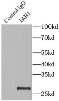 IAH1 Rabbit Polyclonal Antibody