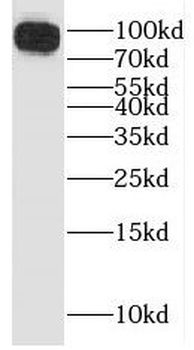 Icam1 Antibody
