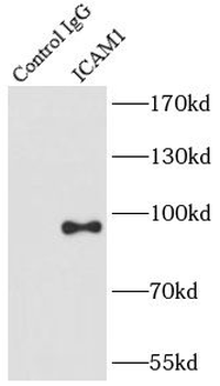 ICAM1 Rabbit Polyclonal Antibody