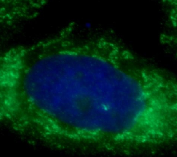 MRPL58 Rabbit Polyclonal Antibody