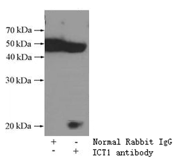 MRPL58 Rabbit Polyclonal Antibody