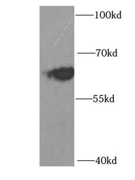 ID3 Antibody