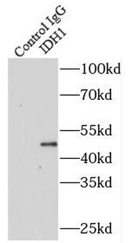 IDH1 Rabbit Polyclonal Antibody