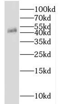 IDH2 Rabbit Polyclonal Antibody