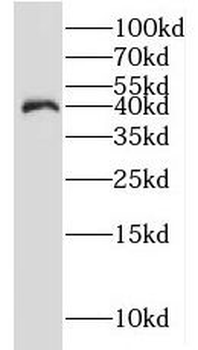 IDH3A Antibody