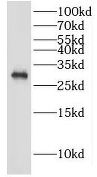 IDNK Antibody