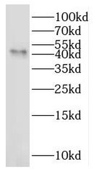 IDO2 Antibody