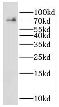 IDUA Antibody