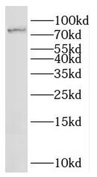 IFFO1 Antibody