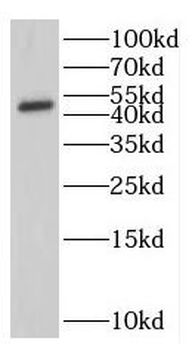 IFIT5 Antibody