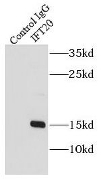 IFT20 Antibody
