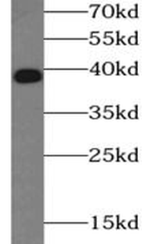 NFKBIA Antibody