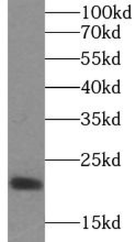 IL10 Antibody