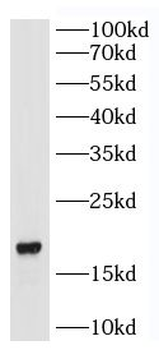 IL17A Antibody