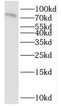 IL17RE Antibody