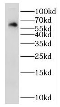IL22RA1 Antibody