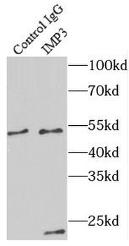 IMP3 Rabbit Polyclonal Antibody