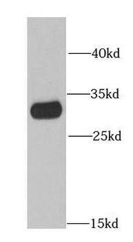IMPA1 Antibody