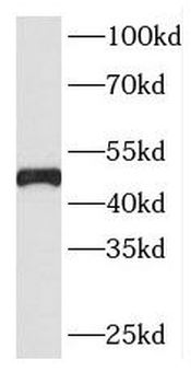 ING3 Antibody