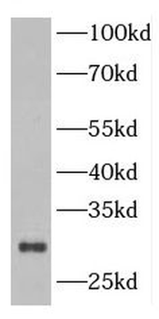 ING5 Antibody