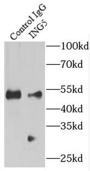 ING5 Rabbit Polyclonal Antibody