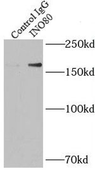 INO80 Rabbit Polyclonal Antibody