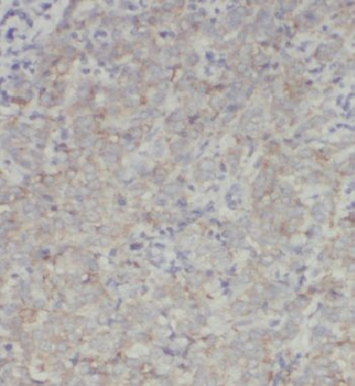 INO80C Antibody