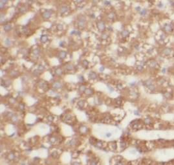 NOS2 Rabbit Polyclonal Antibody