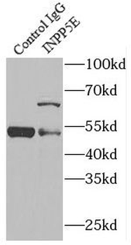 INPP5E Rabbit Polyclonal Antibody