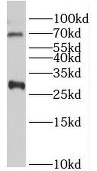INSIG1 Antibody