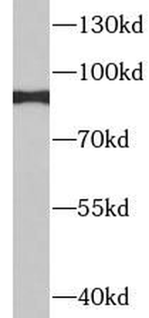 ITGB7 Antibody