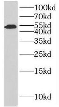INTS12 Antibody