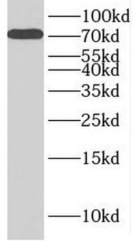 INTS9 Antibody