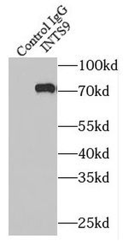 INTS9 Rabbit Polyclonal Antibody