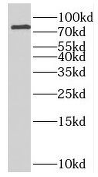 INTU Antibody