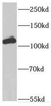 INVS Antibody