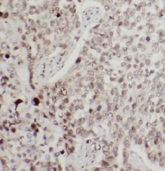 IPO11 Rabbit Polyclonal Antibody