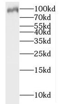 IPO13 Antibody