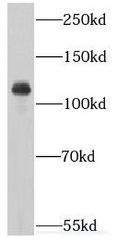 IPO4 Rabbit Polyclonal Antibody