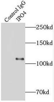 IPO4 Rabbit Polyclonal Antibody