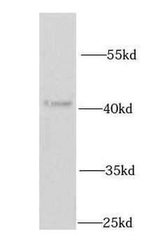 IRF2 Antibody