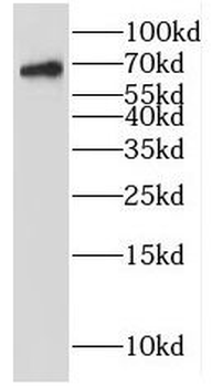 IRF2BP1 Rabbit Polyclonal Antibody