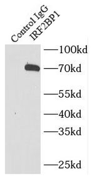IRF2BP1 Rabbit Polyclonal Antibody