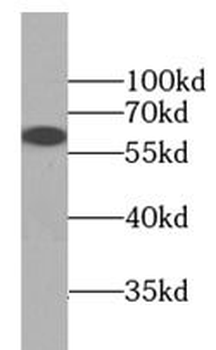 IRF2BP2 Antibody