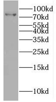IRF7 Antibody