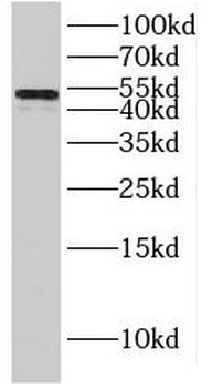 IRF8 Antibody